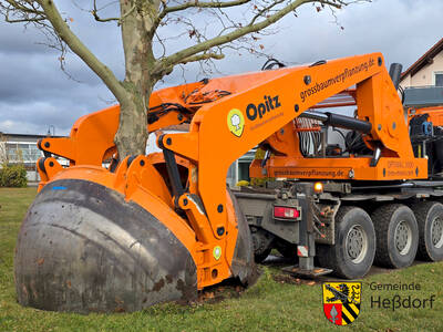 Behutsam öffneten die Mitarbeiter der Firma Opitz den Baumspaten... 