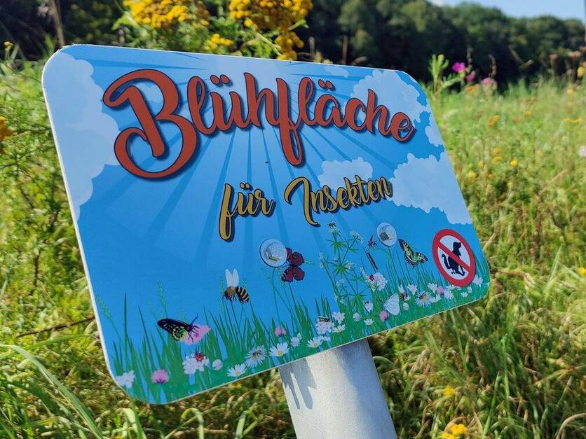 Blühfläche für Insekten in Heßdorf
