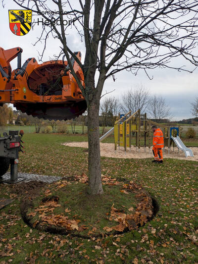Am neuen Standort in Hesselberg soll sie nicht nur weitergedeihen, sondern auch Schatten für die spielenden Kinder und ihre Begleitungen spenden.