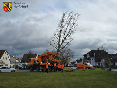 Nach kurzer Fahrt war der "Optimal 3000" am neuen Standort angekommen - samt der am RÜB 3 ausgehobenen Platane.