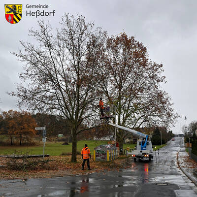 Zur Vorbereitung wurde den Bäumen (in Vordergrund die Plantane) am frühen Morgen als Erstes ein sogenannter "Transportschnitt" verpasst. Dabei wird die Krone so zurückgeschnitten, dass ein sicherer Transport über die Straßen möglich ist.
