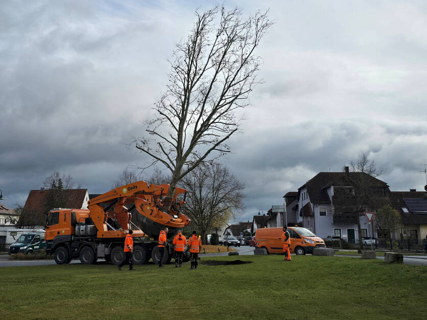 Großbaumverpflanzung Heßdorf 17.11.25