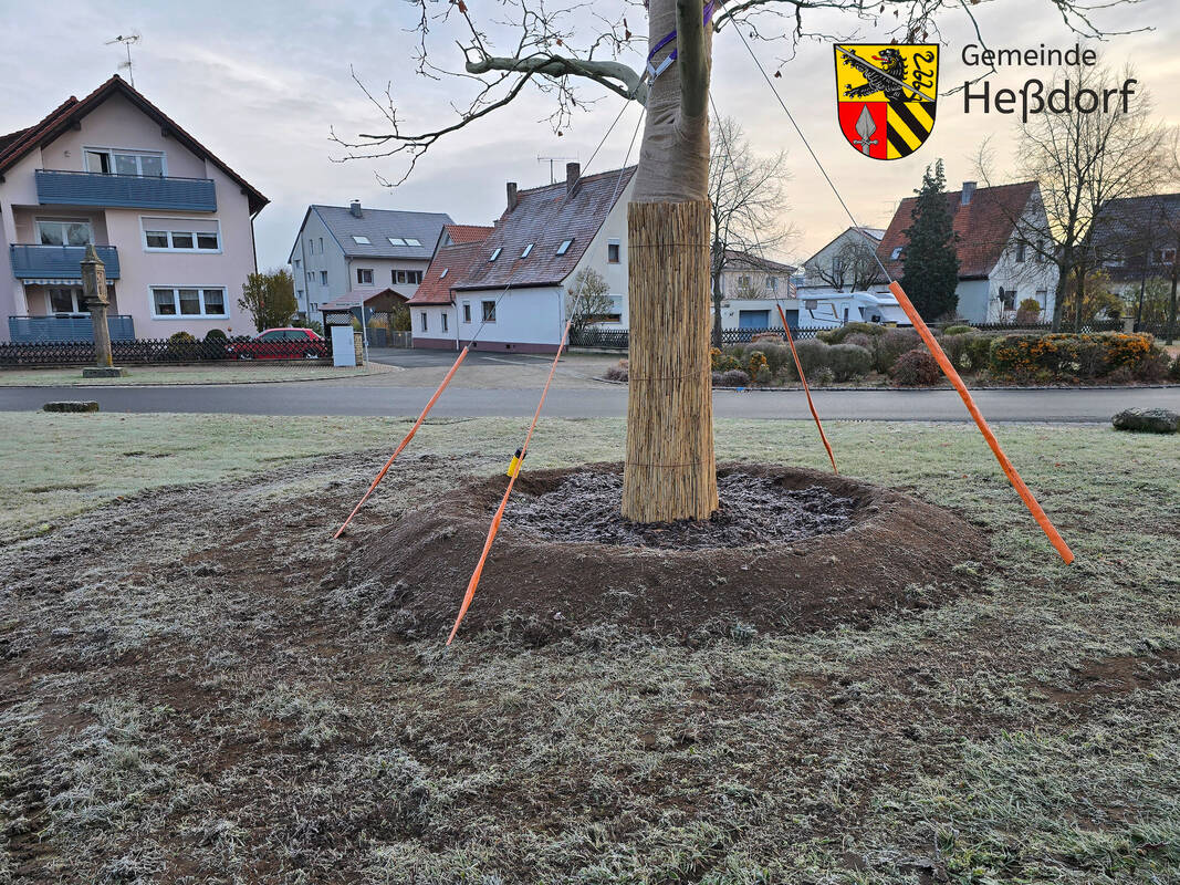 Großbaumverpflanzung Heßdorf 17.11.25