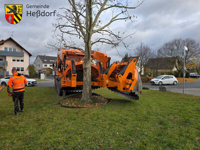 ... und den Baum wieder freigab. Der bei uns in Heßdorf eingesetzte "Optimal 3000" kann Bäume mit einem Stammdurchmesser bis zu 1,20 Meter transportieren.